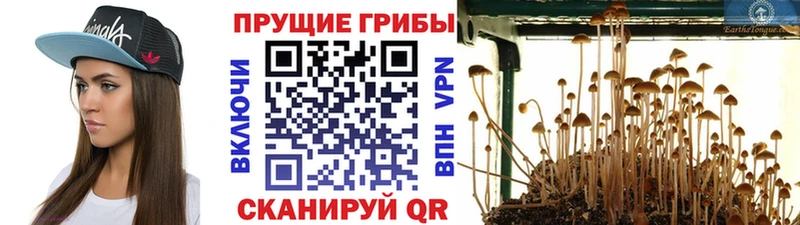 OMG tor  сколько стоит  Октябрьский  Псилоцибиновые грибы GOLDEN TEACHER 